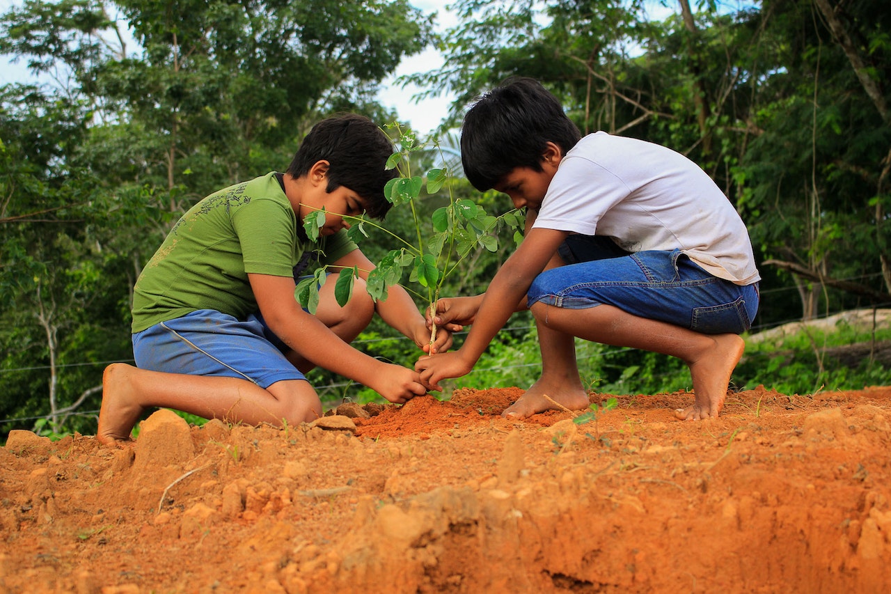 Planting Tree